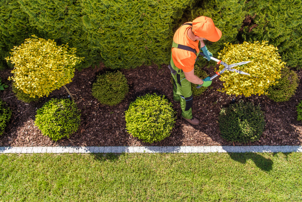 comparaison entre un jardinier et un paysagiste